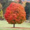 Sugar Maple Tree -Fast Growing Trees Sugar Maple FGT 600x600 6ad4956a ec6e 4ab2 a66a 1a1245471195