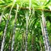 Sugar Cane -Fast Growing Trees Sugar Cane FGT 600x600 d746ee37 7897 40e2 b285 c96169617267