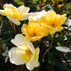 Sunny Knock Out® Rose -Fast Growing Trees Sunny knockout rose Shrub 3 FGT
