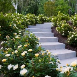 Sunny Knock Out® Rose -Fast Growing Trees Sunny knockout rose Shrub 7 FGT