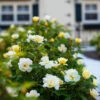 Sunny Knock Out® Rose 1 Sunny Knock Out® Rose -Fast Growing Trees Sunny knockout rose Shrub FGT 600x600 72c70240 c500 4323 8aab 19d4bef391ee