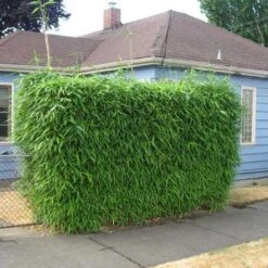 Sunset Glow Bamboo -Fast Growing Trees Sunset Glow Bamboo 2 450w