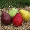 5-in-1 Pear Surprise Tree -Fast Growing Trees Suprise Pear 600x600 98496b3a 2318 4cd6 acbe b75ed1b479f9