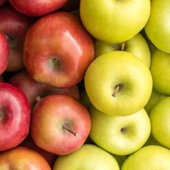 4-in-1 Apple Surprise Tree -Fast Growing Trees Surprise Apple 1 fd4b319d eb68 4ca8 b9dc 6ed8dd5560c3