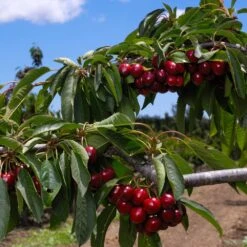 5-in-1 Cherry Surprise Tree -Fast Growing Trees Surprise Cherry FGT 2 9f571063 9960 4738 bb75 0ee61ea99936