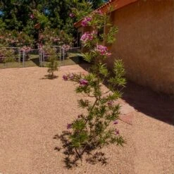 Sweet Bubba Seedless Desert Willow -Fast Growing Trees Sweet Bubba Jone Desert Willow 1