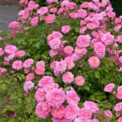 Sweet Drift® Rose -Fast Growing Trees Sweet Drift Rose 1