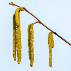 Theta Filbert Hazelnut -Fast Growing Trees THeta FIlbert Hazelnut 3