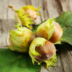 Theta Filbert Hazelnut -Fast Growing Trees THeta FIlbert Hazelnut 6 FGT