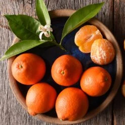 Tangelo Tree -Fast Growing Trees Tangelo 1 FGT