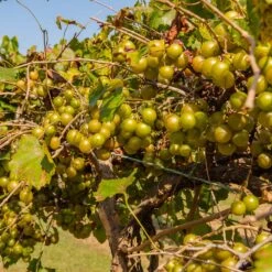 Tara Scuppernong Grape -Fast Growing Trees Tara muscadine Grapes 1