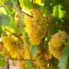 Tara Scuppernong Grape -Fast Growing Trees Tara muscadine Grapes FGT 600x600 9fcba6e5 cf6c 4586 99b7 bbe1c454f7a5