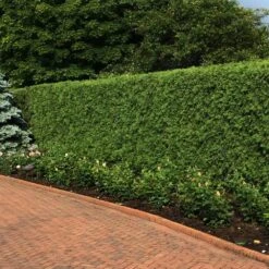 'Techny' Cold Hardy Thuja Tree 7 'Techny' Cold Hardy Thuja Tree -Fast Growing Trees Techny Thuja 2