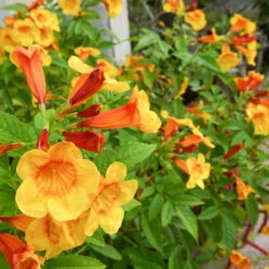 Orange Jubilee Tecoma 7 Orange Jubilee Tecoma -Fast Growing Trees Tecoma Orange jubilee 1