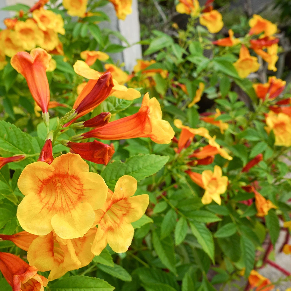 Orange Jubilee Tecoma 5 Orange Jubilee Tecoma - Image 3