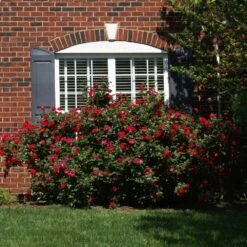 The Grand Champion™ Rose -Fast Growing Trees The Grand Champion Rose 1