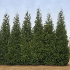 Junior Giant Thuja Tree -Fast Growing Trees Thuja Junior Giant BB 2