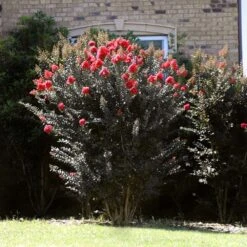 Thunderstruck™ Coral Boom™ Crape Myrtle Tree -Fast Growing Trees Thunderstruck Coral Bloom 2