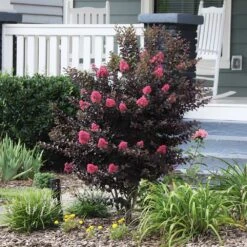 Thunderstruck™ Coral Boom™ Crape Myrtle Tree -Fast Growing Trees Thunderstruck Coral Bloom 6