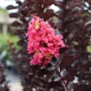Thunderstruck™ Coral Boom™ Crape Myrtle Tree -Fast Growing Trees Thunderstruck Coral Bloom FGT 600x600 78393993 bc09 480e a4f5 ada4b665bac2