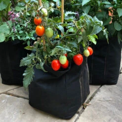 Patio Tomato Garden -Fast Growing Trees Tomato Garden kit 1