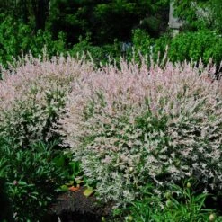 Tri-Color Dappled Willow -Fast Growing Trees Tri Color Willow Shrub 2