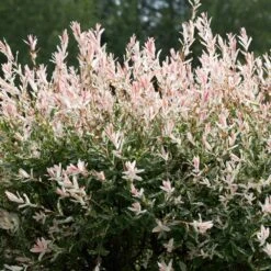 Tri-Color Dappled Willow -Fast Growing Trees Tri color Willow 1 FGT