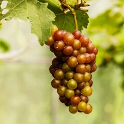 Triumph Muscadine Grapes -Fast Growing Trees Triumph Muscadine 1