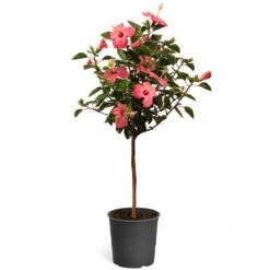 Pink Tropical Hibiscus Tree -Fast Growing Trees Tropical Pink Hibiscus 2