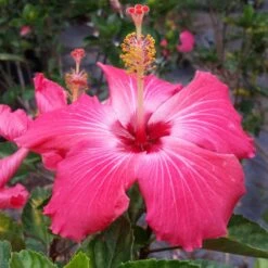 Pink Tropical Hibiscus Tree -Fast Growing Trees Tropical Pink Hibiscus 3 FGT