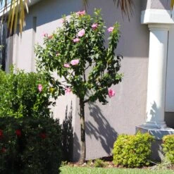 Pink Tropical Hibiscus Tree -Fast Growing Trees Tropical Pink Hibiscus 6