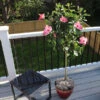 Pink Tropical Hibiscus Tree -Fast Growing Trees Tropical Pink Hibiscus FGT 600x600 76e24614 96e4 45ab a5ab f99428ac2d89