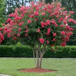 Tuscarora Crape Myrtle -Fast Growing Trees Tuscarora Crape myrtle 2 FGT cb71a657 17a5 465a 96ac b99844a4b082