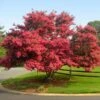 Tuscarora Crape Myrtle -Fast Growing Trees Tuscarora Crape myrtle FGT 600x600 e2e12a08 5661 4eeb 80b4 7071bb7bcd0f