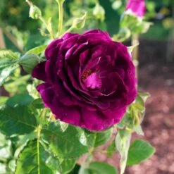 Twilight Rose Shrub -Fast Growing Trees Twilight Rose Shrub 1