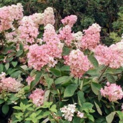 Vanilla Strawberry™ Hydrangea Shrub -Fast Growing Trees Vanilla Strawberry Hydrangea 3 FGT