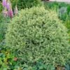 Variegated Boxwood Shrub 1 Variegated Boxwood Shrub -Fast Growing Trees Variegated Boxwood FGT 600x600 15885245 1f25 4136 b802 41814201f8b5