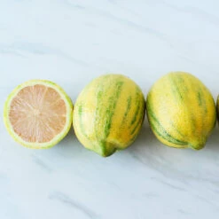 Pink Variegated Eureka Lemon Bush -Fast Growing Trees Variegated Pink Eureka 2 BB