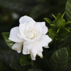Gardenia 'Veitchii' Shrub -Fast Growing Trees Veitchii Gardenia 2 FGT