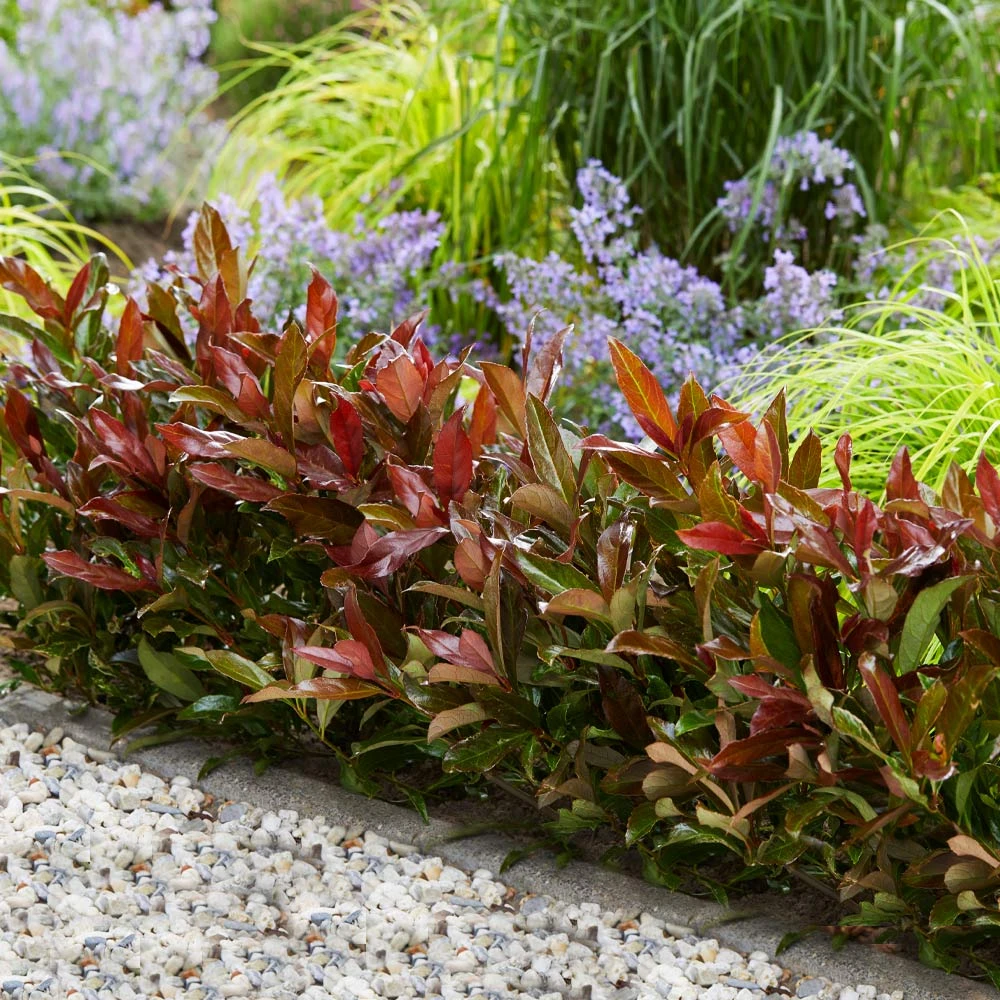 Coppertop® Sweet Viburnum Shrub 4 Coppertop® Sweet Viburnum Shrub - Image 2