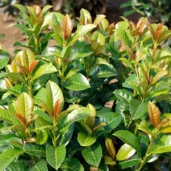 Volcano Cherry Laurel -Fast Growing Trees Volcano Laurel 3 FGT