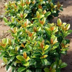 Volcano Cherry Laurel -Fast Growing Trees Volcano Laurel 4