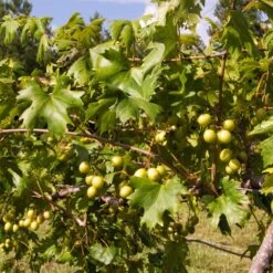 Wine Lover's Kit -Fast Growing Trees WIne Lovers Kit 2