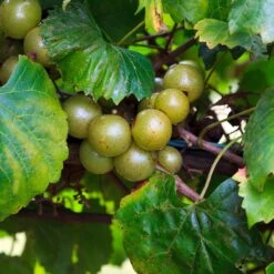 Wine Lover's Kit -Fast Growing Trees WIne Lovers Kit 3