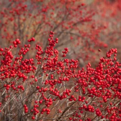 Winter Red Winterberry Holly Shrub -Fast Growing Trees WInter Red winterberry 1