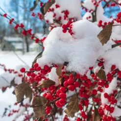 Winter Red Winterberry Holly Shrub -Fast Growing Trees WInter Red winterberry 3