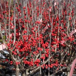 Winter Red Winterberry Holly Shrub -Fast Growing Trees WInter Red winterberry 3G