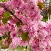 Weeping Extraordinaire™ Cherry Tree -Fast Growing Trees Weeping Extraordinaire Cherry 600x600 6db8ddad cd8c 43b7 9fde 4fb4a2d1ced2