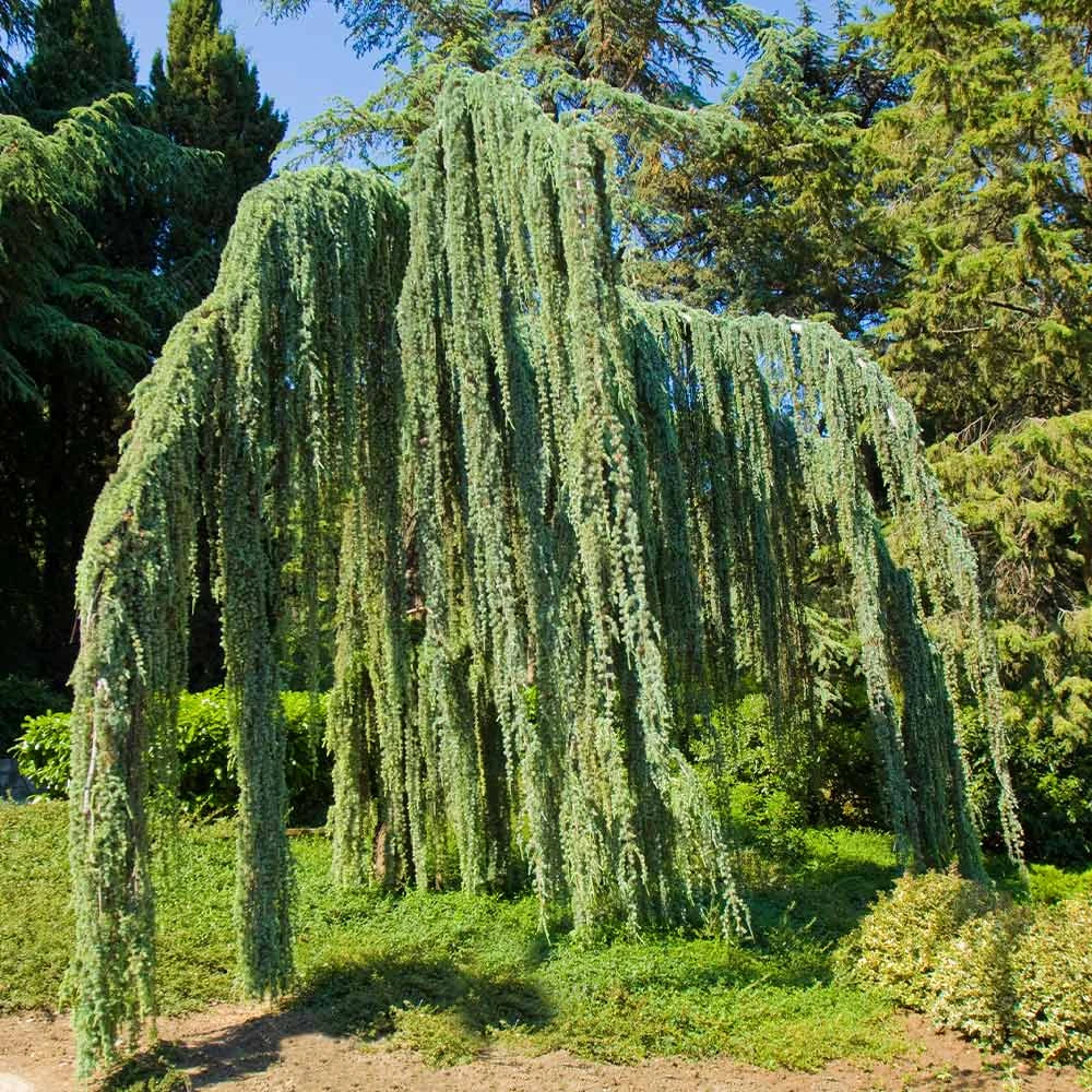 Weeping Blue Atlas Cedar Tree 4 Weeping Blue Atlas Cedar Tree - Image 2
