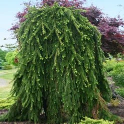 Weeping Norway Spruce Tree -Fast Growing Trees Weeping Norway SPruce 2